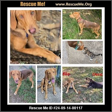 Missouri Rescue - Missouri Dog Rescue - ADOPTIONS - Rescue Me!
