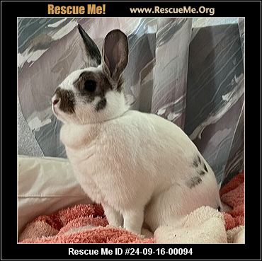 - Michigan Rabbit Rescue - ADOPTIONS - Rescue Me!