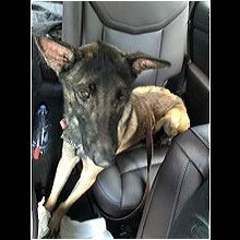 Belgian malinois shops rescue new mexico