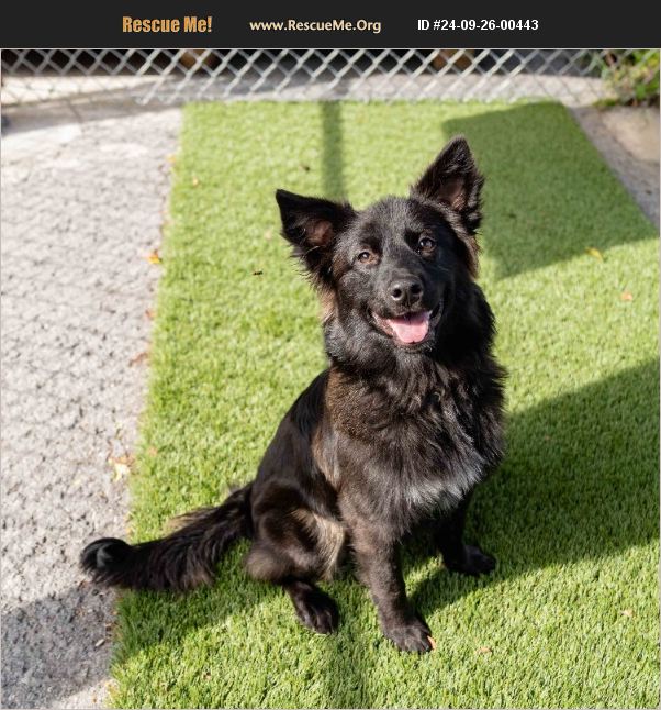 ADOPT 24092600443 ~ Collie Rescue ~ Bethel, CT
