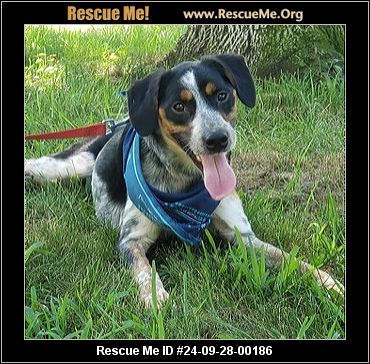 - Connecticut Dog Rescue - ADOPTIONS - Rescue Me!