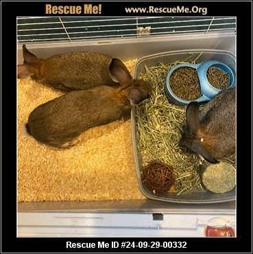 - Pennsylvania Rabbit Rescue - ADOPTIONS - Rescue Me!