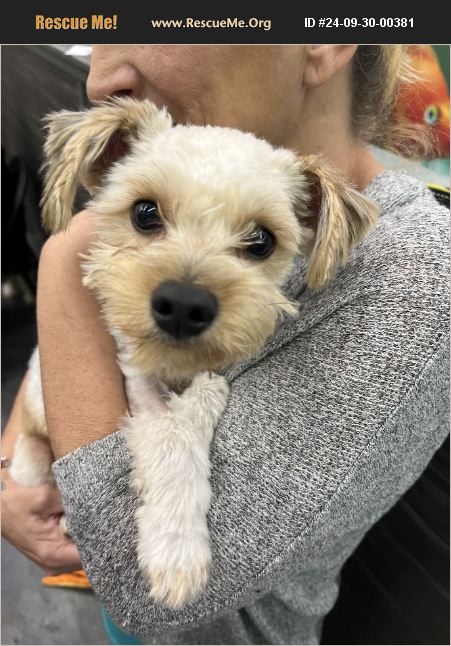ADOPT 24093000381 ~ Yorkie Rescue ~ tustin, CA