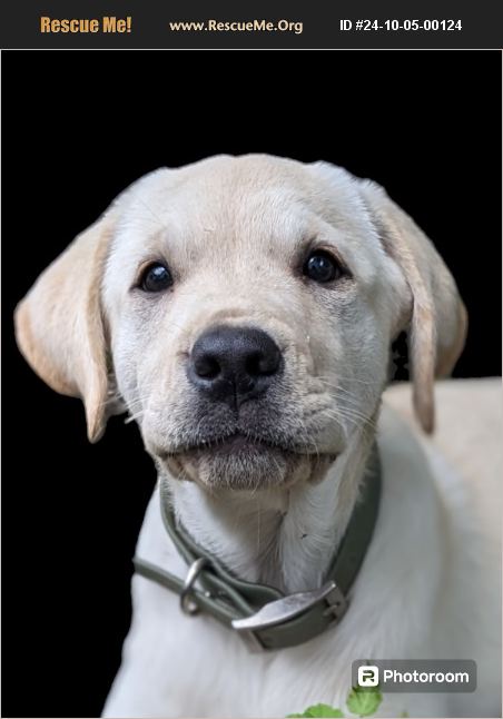 ADOPT 24100500124 ~ Lab Rescue ~ Litchfield, MN