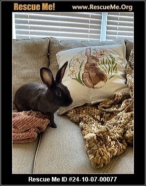 - Pennsylvania Rabbit Rescue - ADOPTIONS - Rescue Me!