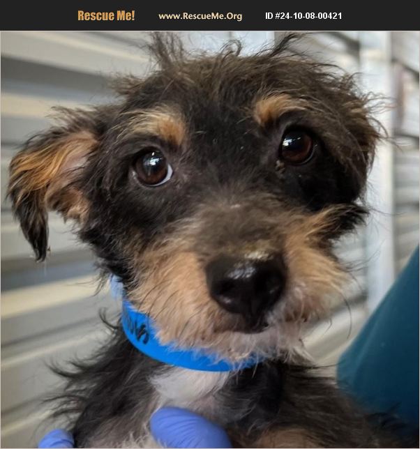 ADOPT 24100800421 ~ Yorkie Rescue ~ Moreno Valley, CA