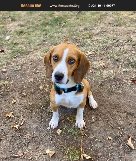 ADOPT 24101100077 ~ Beagle Rescue ~ Bayonne , NJ