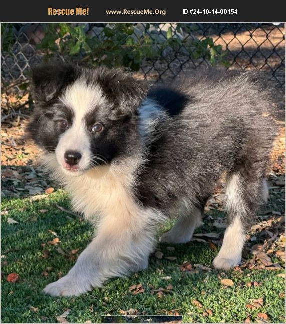 ADOPT 24101400154 ~ Border Collie Rescue ~ Aliso Viejo, CA