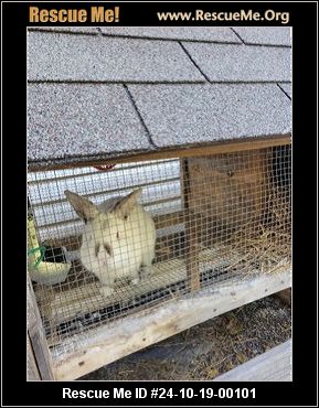 - Pennsylvania Rabbit Rescue - ADOPTIONS - Rescue Me!