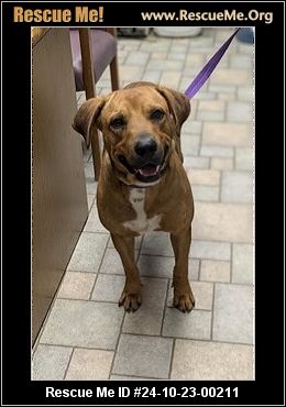 Missouri Rescue - Missouri Dog Rescue - ADOPTIONS - Rescue Me!