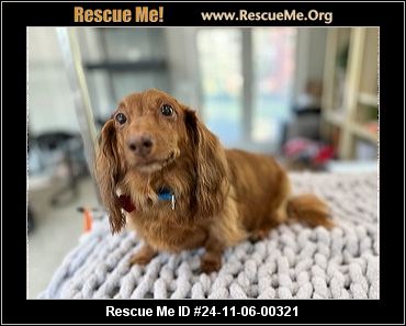 - Connecticut Dog Rescue - ADOPTIONS - Rescue Me!