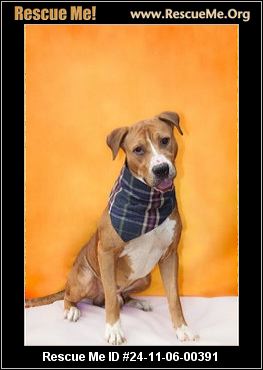 - Connecticut Dog Rescue - ADOPTIONS - Rescue Me!