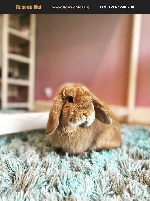ADOPT 24111200288 ~ Rabbit Rescue ~ Dallas, TX
