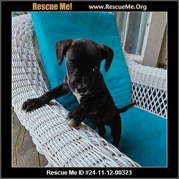 - Connecticut Dog Rescue - ADOPTIONS - Rescue Me!