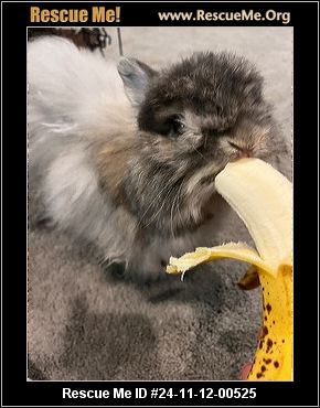 - Maryland Rabbit Rescue - ADOPTIONS - Rescue Me!