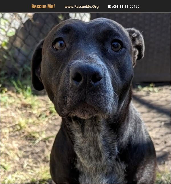 Chicago Lab Rescue ADOPT 24111400190 ~ Lab Rescue ~ Naperville, IL