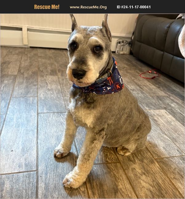 ADOPT 24111700041 ~ Schnauzer Rescue ~ Wallingford, CT