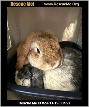 - Pennsylvania Rabbit Rescue - ADOPTIONS - Rescue Me!