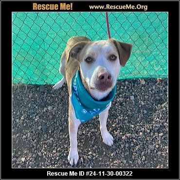 - Arizona Lab Rescue - ADOPTIONS - Rescue Me!