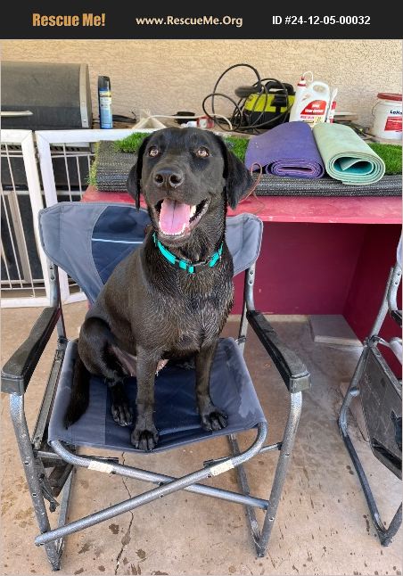 ADOPT 24120500032 ~ Lab Rescue ~ phoenix, AZ