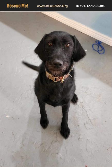 ADOPT 24121200304 ~ Lab Rescue ~ Maricopa, AZ