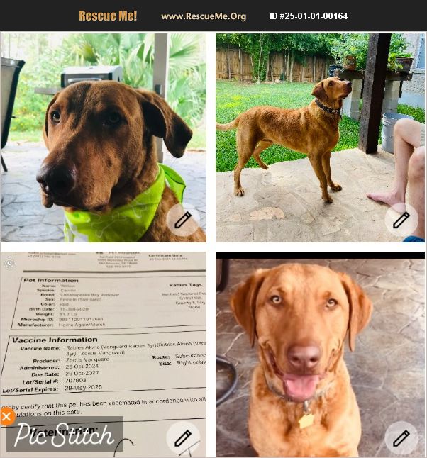 ADOPT 25010100164 ~ Chesapeake Bay Retriever Rescue ~ canyon lake, TX