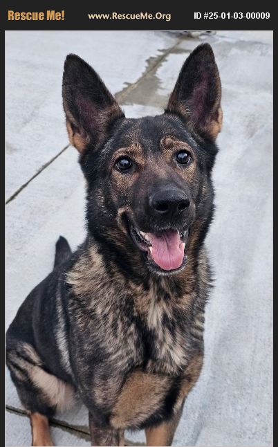 ADOPT 25010300009 ~ German Shepherd Rescue ~ New York