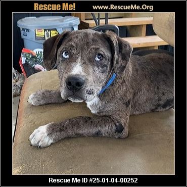- Connecticut Dog Rescue - ADOPTIONS - Rescue Me!