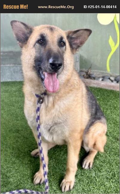 ADOPT 25011400414 ~ German Shepherd Rescue ~ Van Nuys, CA