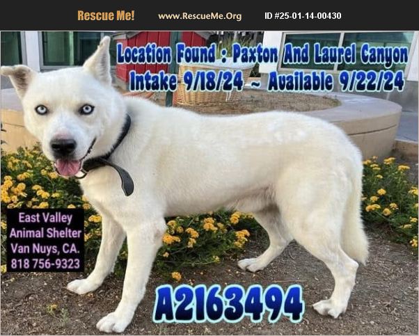 ADOPT 25011400430 ~ Siberian Husky Rescue ~ Van Nuys, CA