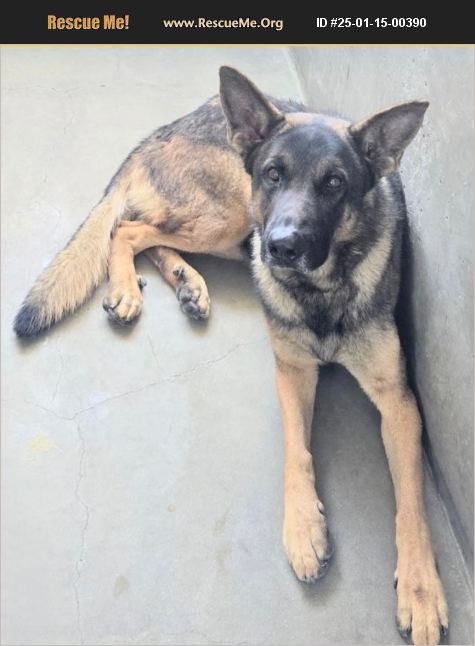 ADOPT 25011500390 ~ German Shepherd Rescue ~ Van Nuys, CA