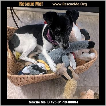 - Florida Fox Terrier Rescue - ADOPTIONS - Rescue Me!