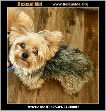 - California Yorkie Rescue - ADOPTIONS - Rescue Me!