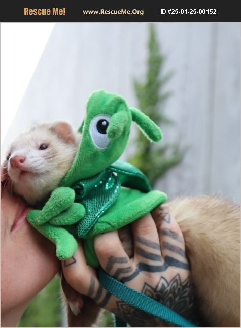 Small Creature Rescues ADOPT 25012500152 ~ Small Mammal Rescue ~ Colorado Springs, CO