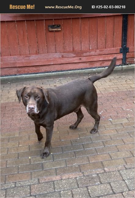 ADOPT 25020300218 ~ Lab Rescue ~ Chicago, IL