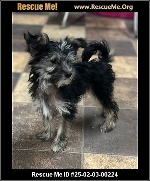 Wisconsin Rescue Dogs - Wisconsin Dog Rescue - ADOPTIONS - Rescue Me!