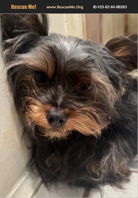 ADOPT 25020400283 ~ Yorkie Rescue ~ la mesa, CA