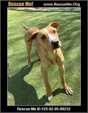 - Vermont Dog Rescue - ADOPTIONS - Rescue Me!