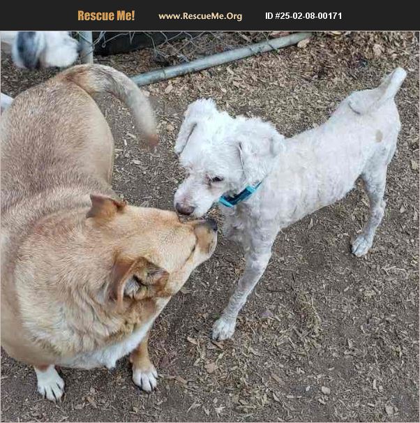 ADOPT 25020800171 ~ Poodle Rescue ~ Seattle, WA