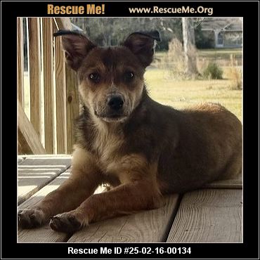 - Connecticut Dog Rescue - ADOPTIONS - Rescue Me!