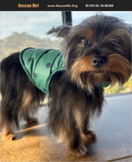 ADOPT 25021800368 ~ Yorkie Rescue ~ la mesa, CA