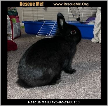 - Pennsylvania Rabbit Rescue - ADOPTIONS - Rescue Me!
