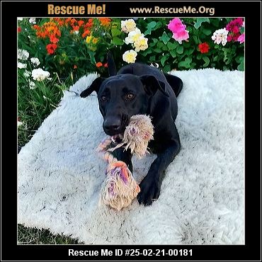 - Vermont Dog Rescue - ADOPTIONS - Rescue Me!