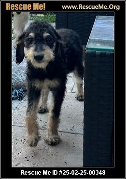 - Florida Fox Terrier Rescue - ADOPTIONS - Rescue Me!