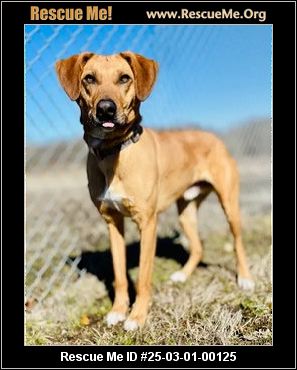 Missouri Rescue - Missouri Dog Rescue - ADOPTIONS - Rescue Me!