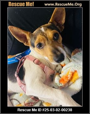 - Florida Fox Terrier Rescue - ADOPTIONS - Rescue Me!