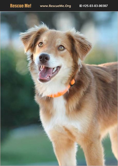ADOPT 25030300387 ~ Nova Scotia Duck Toller Rescue ~ Morristown, NJ