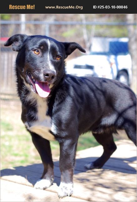 ADOPT 25031000046 ~ Corgi Rescue ~ Sautee Nacoochee, GA