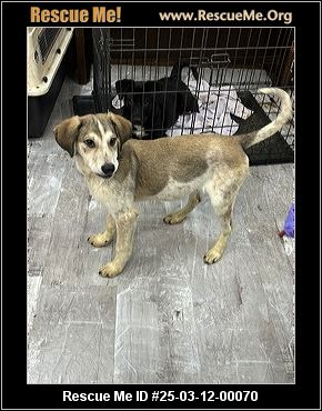 - Connecticut Dog Rescue - ADOPTIONS - Rescue Me!