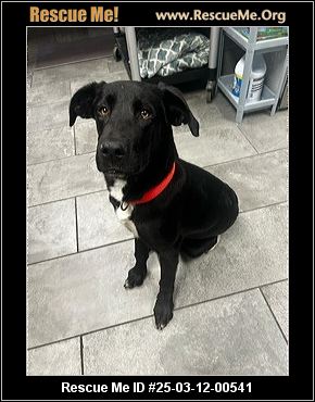 - Vermont Dog Rescue - ADOPTIONS - Rescue Me!